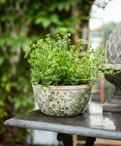 Homewares: Botanical Pot Large