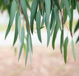 Essential Oil - Eucalyptus - Full Circle Eco