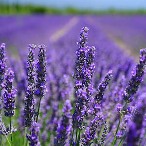 Essential Oil - Pure Lavender - Full Circle Eco