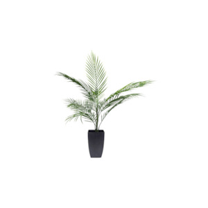 Potted Areca Palm 75cm