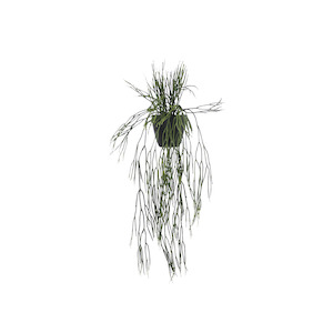 Potted Hanging Rhipsalis 76cm