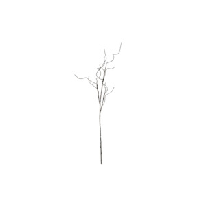 Furniture: Curly Willow Branch