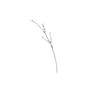 Pussy Willow Branch 1.16m