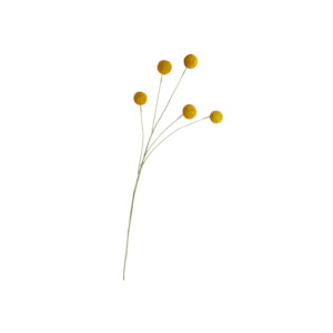 Billy Buttons Spray 70cm