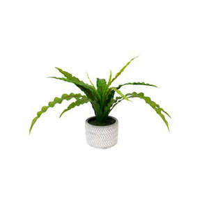 Furniture: Potted Fern in Chevron Cement Pot