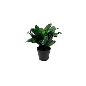 Furniture: Potted Dracena 23cm