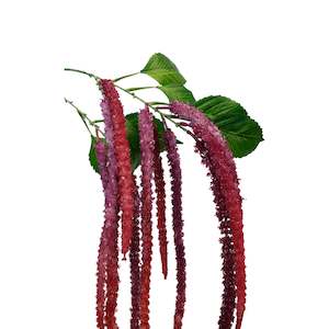 Burgandy Amaranthus Spray 134cm