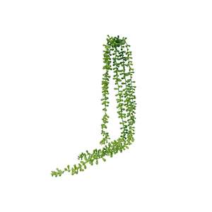 String Of Beads Succulent Green - 73cm