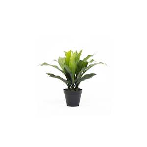 Furniture: Potted Dracena Plant 54cm