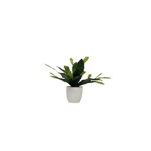 Furniture: Epiphyllum Plant With White Pot 38cm