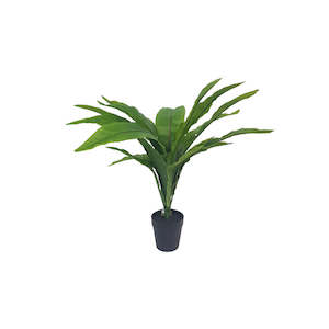 Potted Birds Nest Fern Plant 38cm