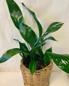 Aspidistra