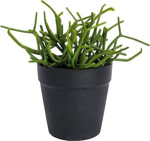 Pencil Cactus Plant Green 15cm