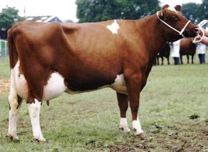 GRANGE 5th EX94