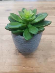 Small Succulent