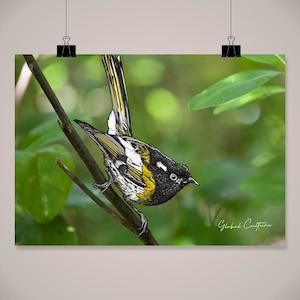 Clothing: Hihi Scenic Wall Art