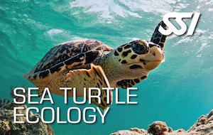 SEA TURTLE ECOLOGY goatislanddive