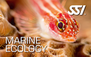 SSI Marine Ecology Theory Course goatislanddive