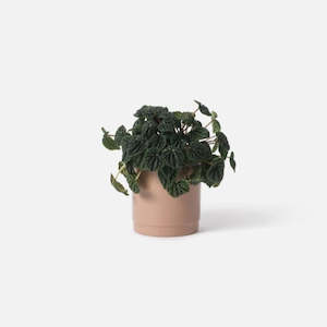 Gift: Grow Plant Pot | Quinoa