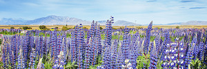 Products: Lupins - GoldingArts