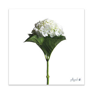 Gift: White Hydrangea Flower Fine Art Print