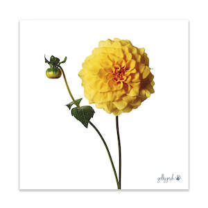 Sunburst Dahlia Fine Art Print