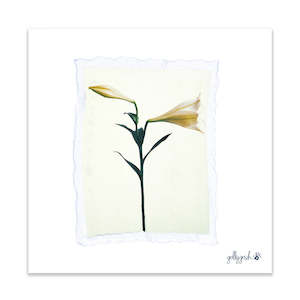 Lily Polaroid Fine Art Print