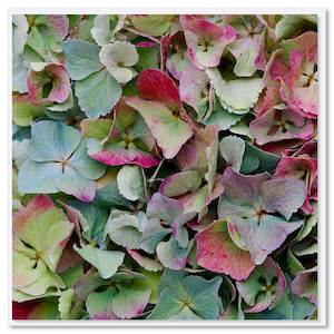 Blue Hydrangea Petals Greeting Card