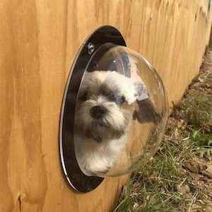 Pets: Dog Fence Window