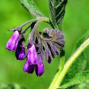 Comfrey infused oil, NZ