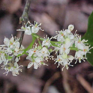 Cosmetic wholesaling: Amyris balsamifera (aka West Indian Sandalwood) essential oil