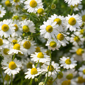 Chamomile essential oil, cosmetic grade