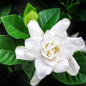 Gardenia essential oil, cosmetic grade