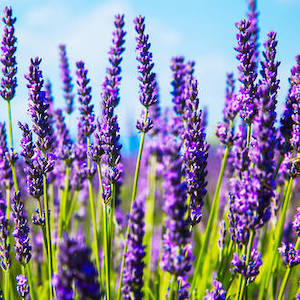 Cosmetic wholesaling: Lavender essential oil, NZ