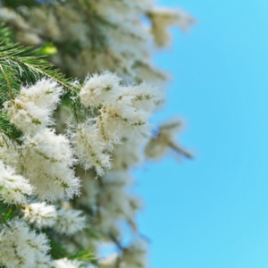 Teatree essential oil