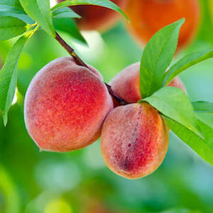 Cosmetic wholesaling: Peach kernel oil