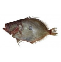 Seafood - fresh: John dory, gilled &. Gutted