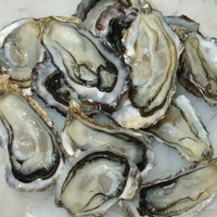 Seafood - fresh: Fresh pacific oysters, half shell