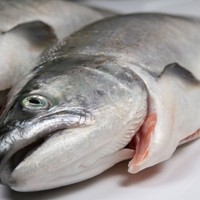 Mt cook alpine salmon, whole gilled &. Gutted, fresh