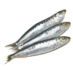 Seafood - fresh: Sardines/pilchards, whole