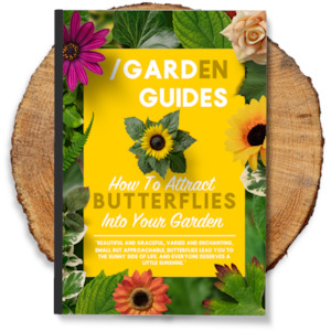 How To Attract Butterflies Into Your Garden