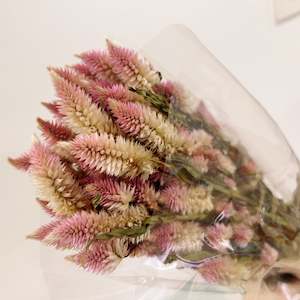 Intenz classic celosia