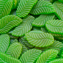 Confectionery: Giant Spearmint Leaves (Mayceys)