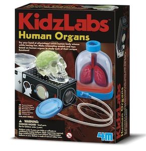 Educational: 4M | Kidz Labs - Human Organs