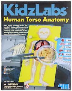 4M | Kidz Labs Human Torso Anatomy