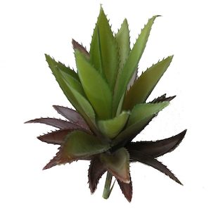 Aloe Ferox Succulent 20x11cm