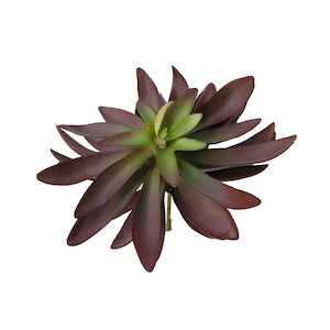 Aeonium Succulent 18x17cm