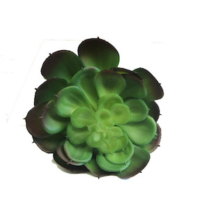 Echeveria Succulent 15x14cm