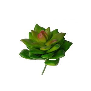 Plant, garden: Echeveria Succulent 12cm