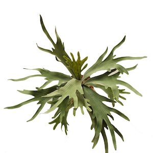 Plant, garden: Staghorn Plant 53cm